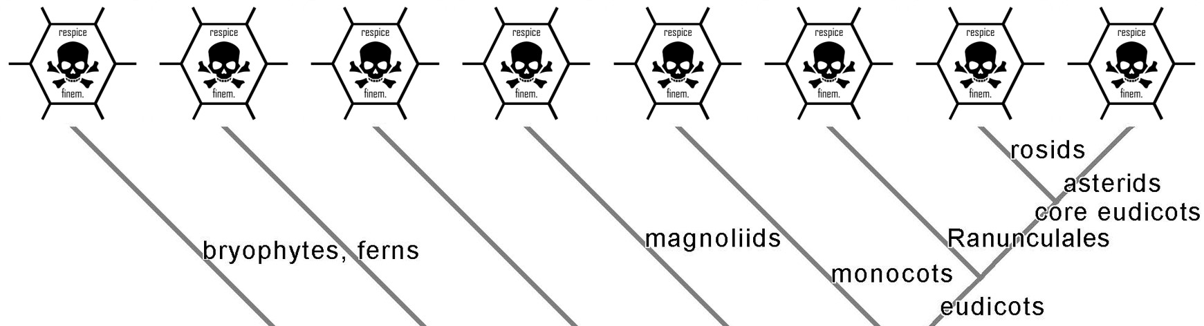 PCD phylogeny