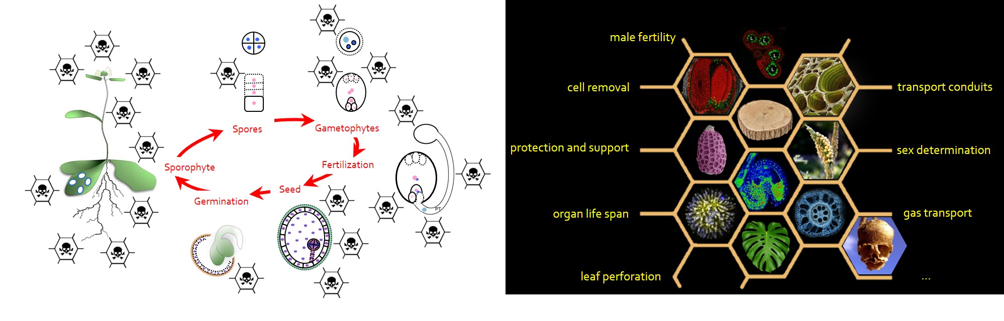 PCD life cycle and functions