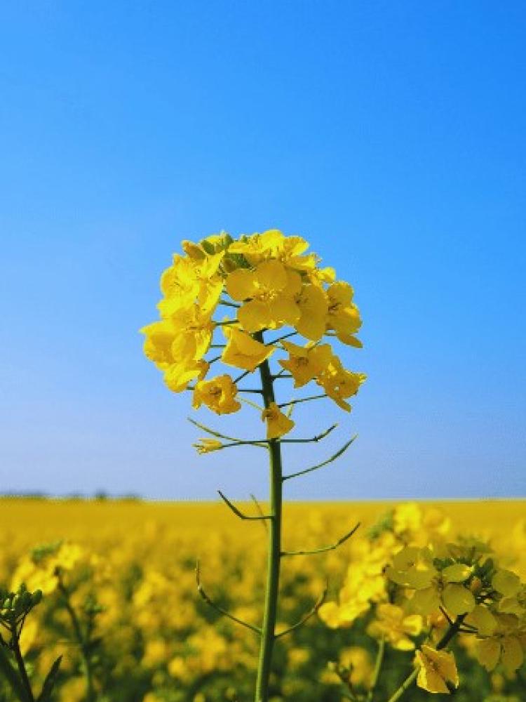 Brassica napus