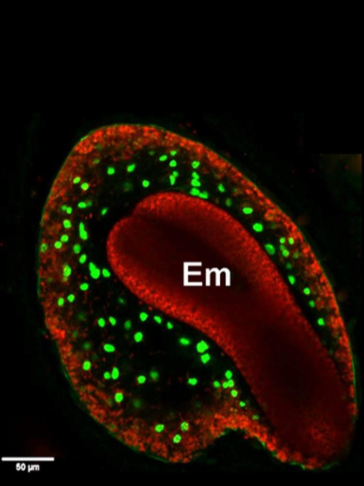 endosperm cell death