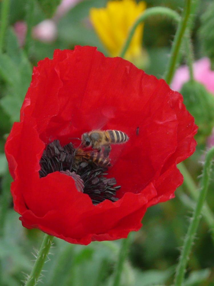 poppy