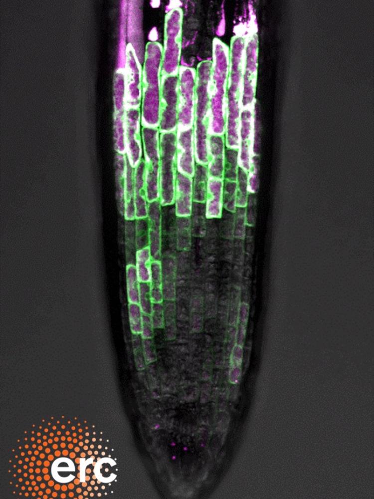 root cap cell death