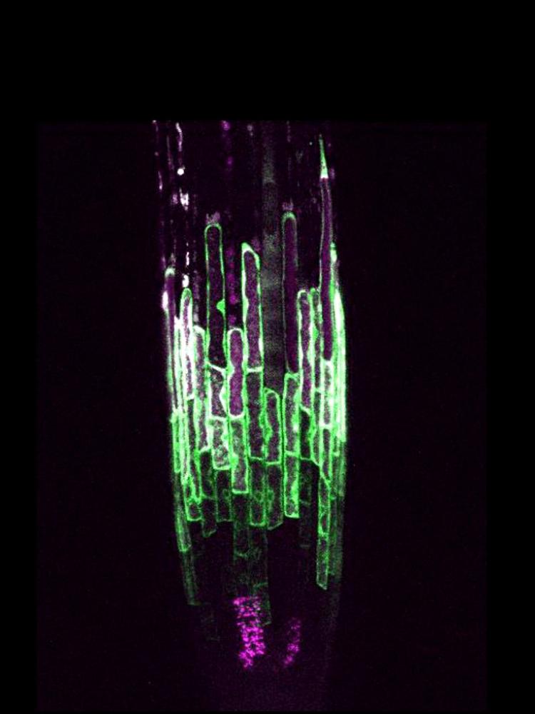 root cap cell death